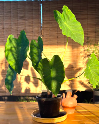 Colocasia (Oreja de elefante)