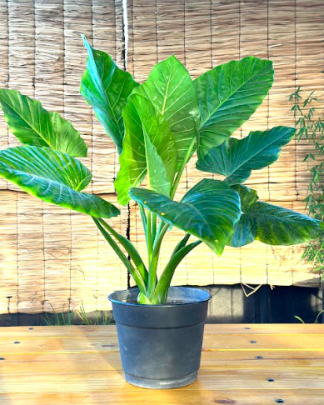 Manto de Eva (Alocasia)