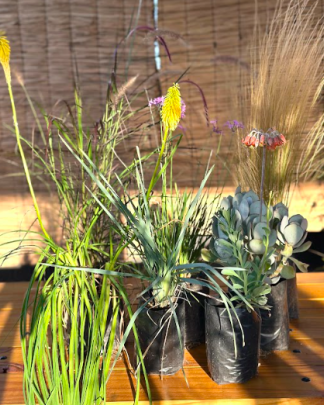 Pack de siete plantas de bajo requerimiento hídrico